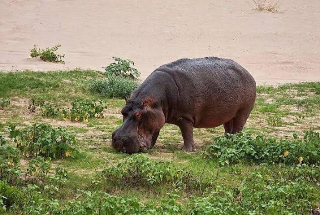 Farmers raise alarm over Hippo attacks on farmlands in Gombe