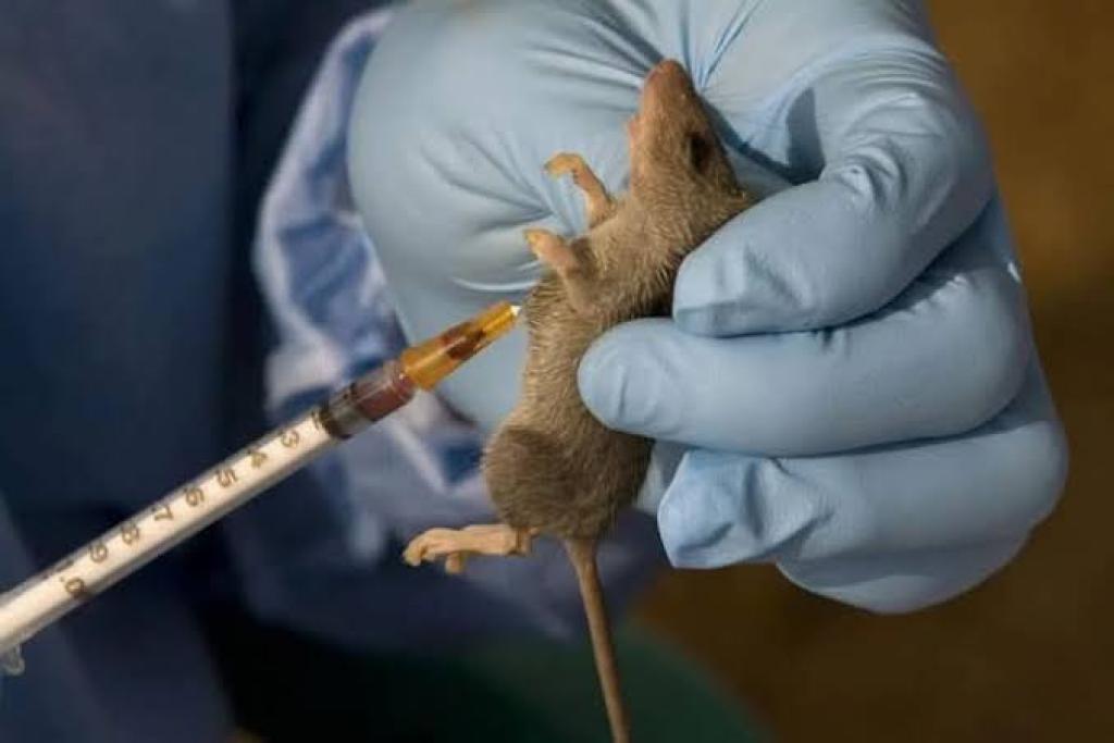 Lassa Fever : Stay away from rats, unhygienic environment, proprietor urges citizens