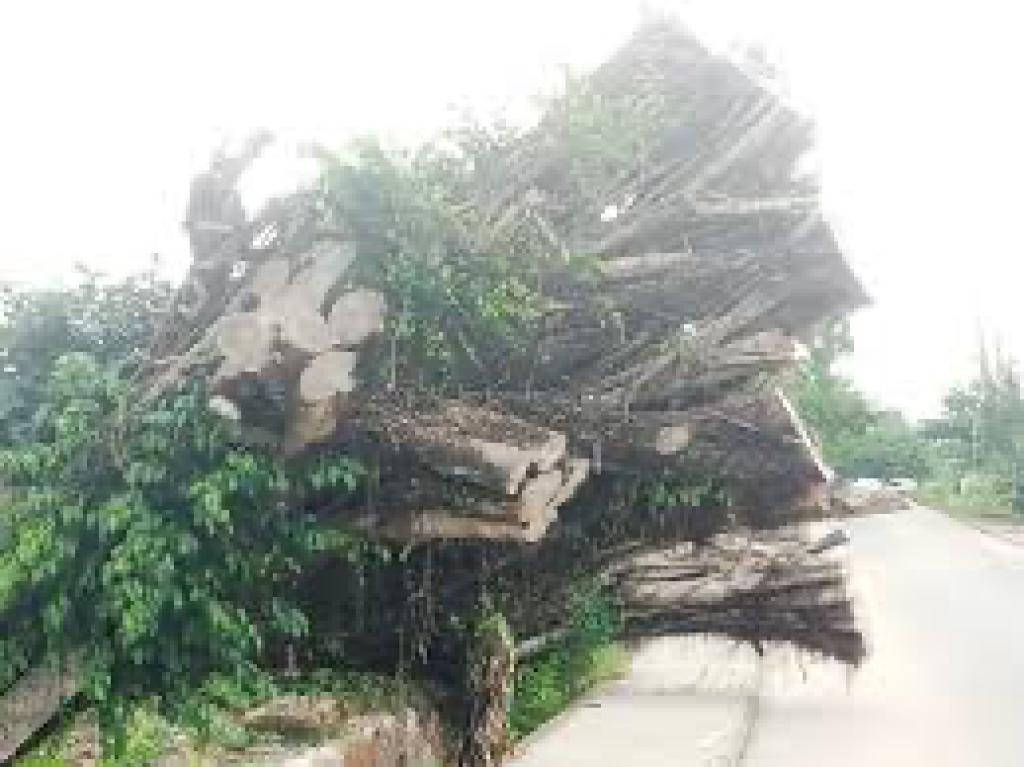 Falling trees destroy properties in Calabar Trees