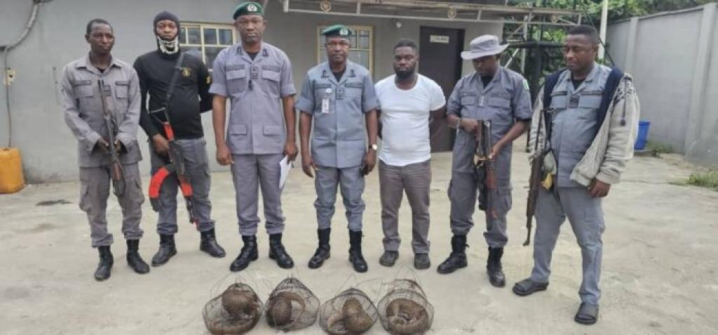 Customs intercepts 4 live Pangolins in Ogun