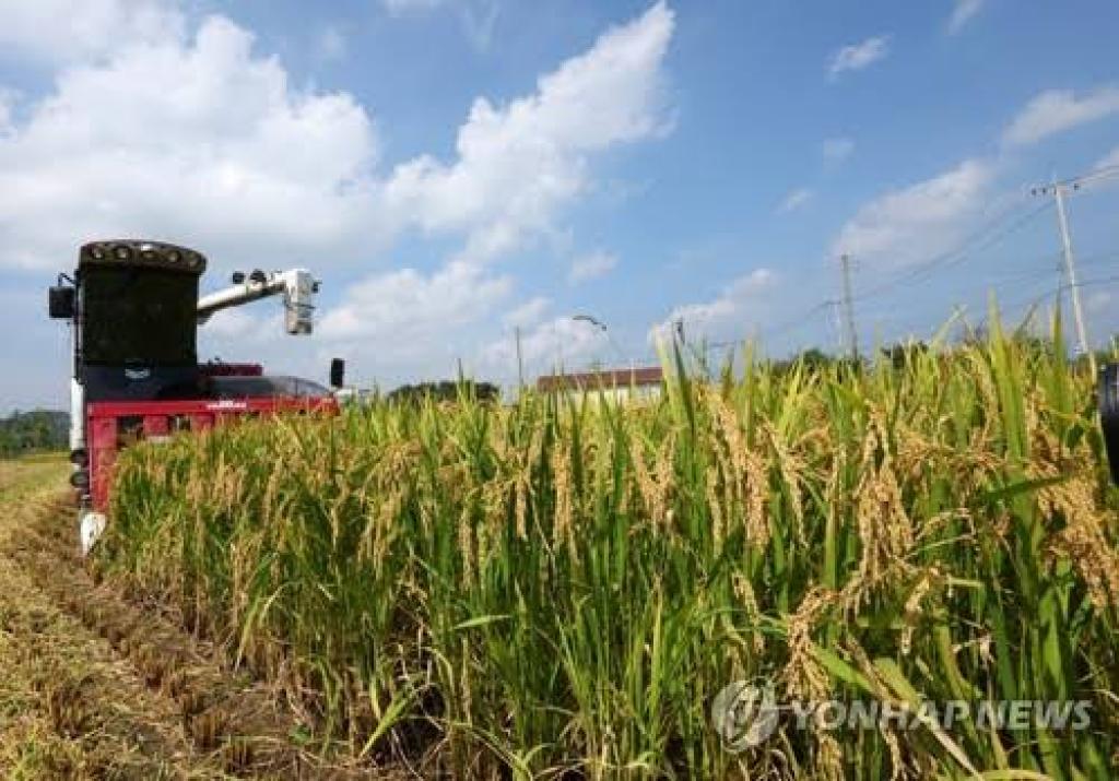South Korea’s rice output estimated to fall in 2025