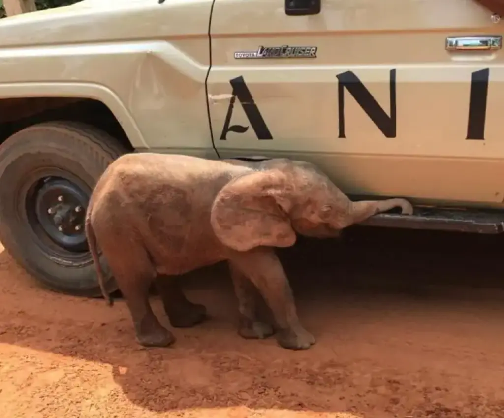 Rescued baby elephant undergoing rehabilitation in Edo — Park